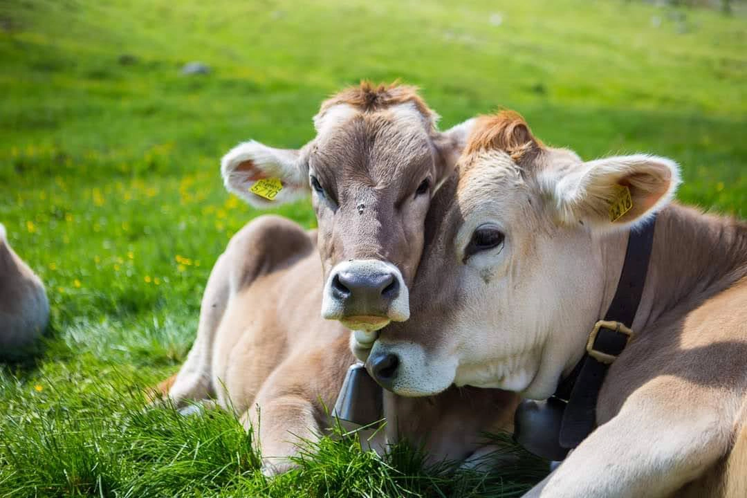 Agriturismo La Stalla a Bormio