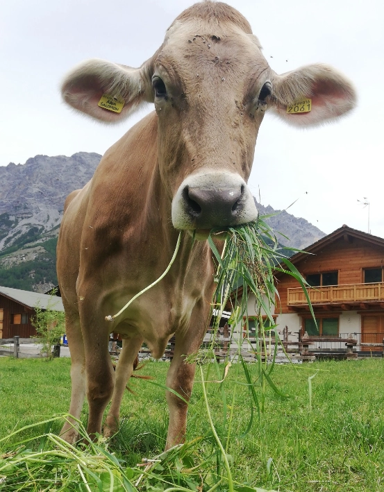 azienda agrituristica la stalla bormio